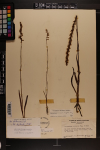 Spiranthes vernalis image