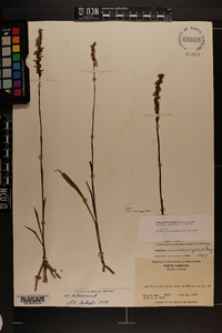 Spiranthes vernalis image