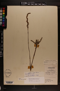 Spiranthes vernalis image