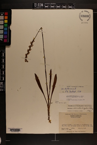 Spiranthes vernalis image