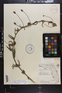 Phyla stoechadifolia image