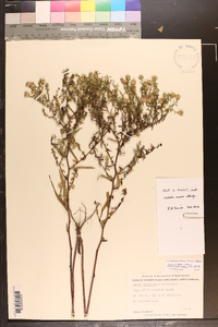 Symphyotrichum kralii image