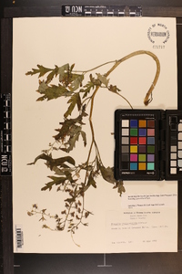 Phacelia bipinnatifida image