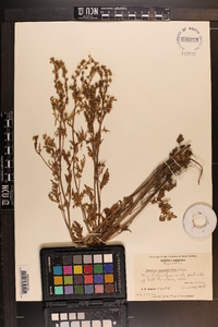 Phacelia bipinnatifida image