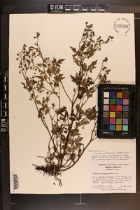 Phacelia bipinnatifida image