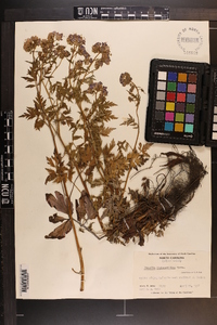 Phacelia bipinnatifida image