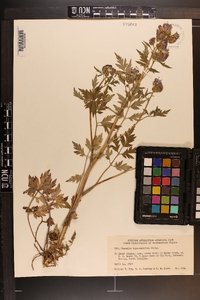 Phacelia bipinnatifida image