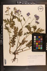 Phacelia bipinnatifida image