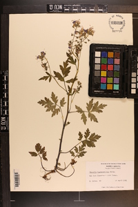 Phacelia bipinnatifida image