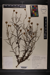 Pityopsis flexuosa image