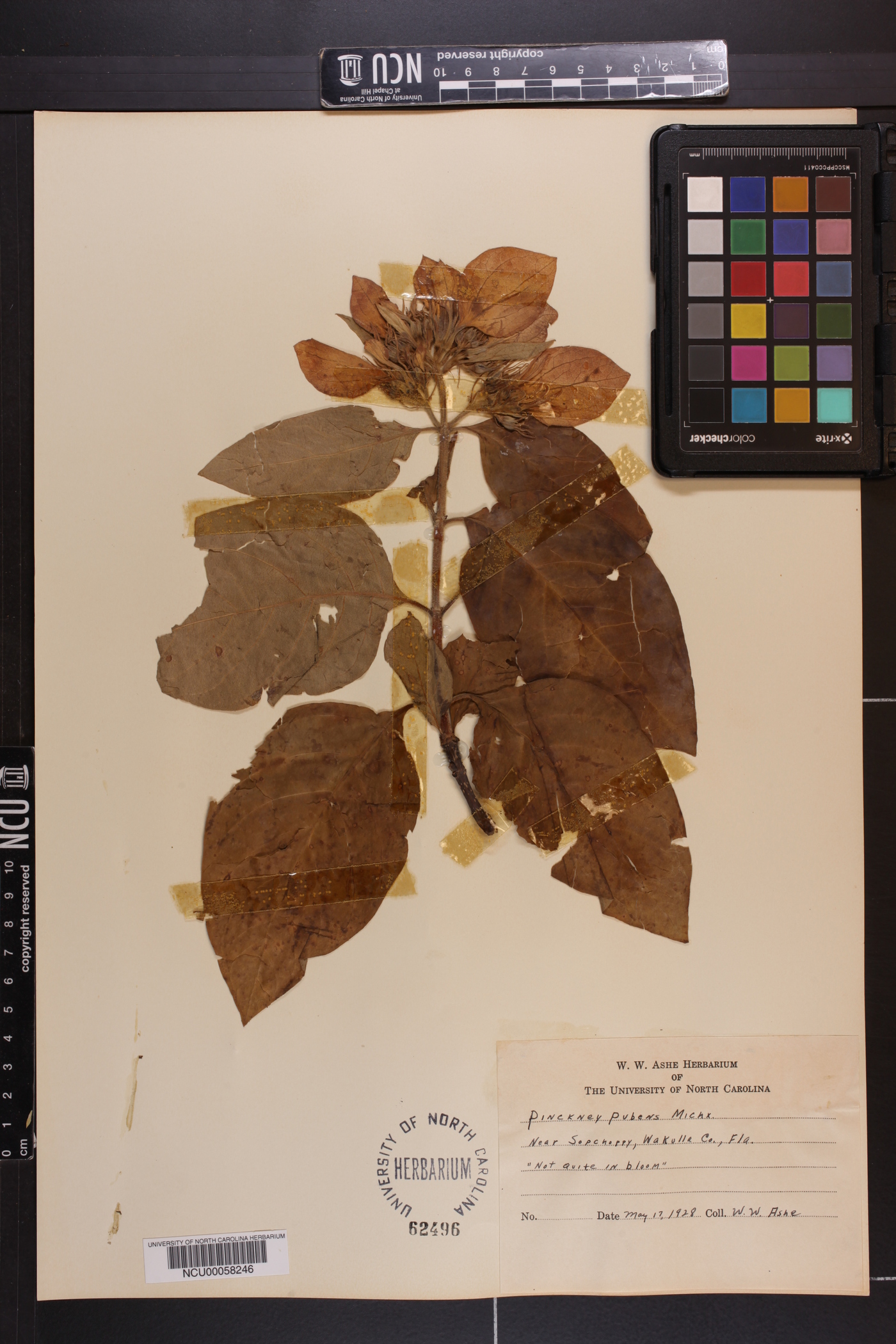 Pinckneya bracteata image