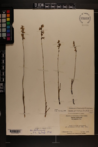 Spiranthes praecox image