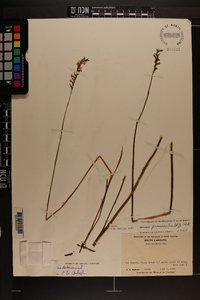 Spiranthes praecox image