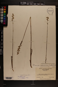 Spiranthes praecox image