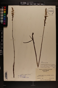 Spiranthes praecox image