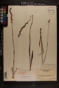 Spiranthes vernalis image