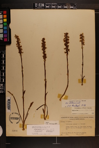 Spiranthes cernua image