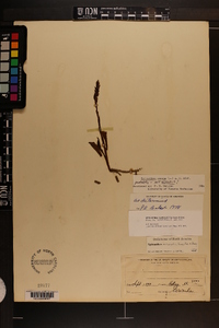 Spiranthes cernua image