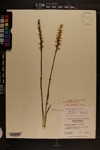 Spiranthes cernua image