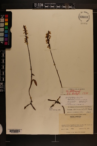 Spiranthes cernua image