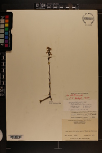 Spiranthes cernua image