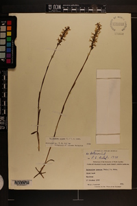 Spiranthes cernua image