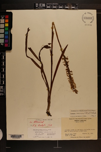 Spiranthes cernua image