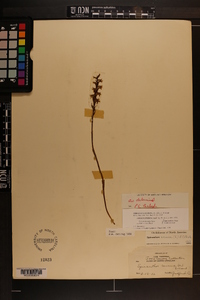 Spiranthes cernua image