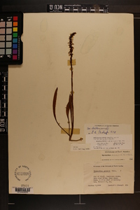 Spiranthes cernua image