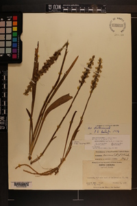 Spiranthes cernua image