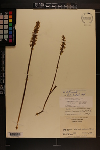 Spiranthes cernua image