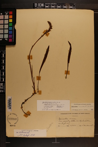 Spiranthes cernua image