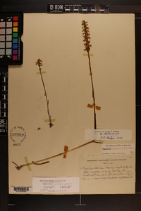 Spiranthes cernua image