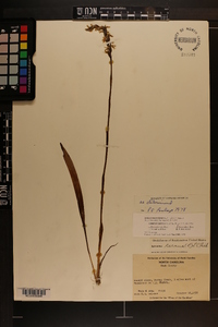 Spiranthes cernua image