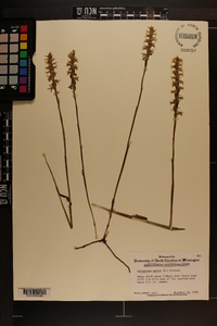 Spiranthes cernua image