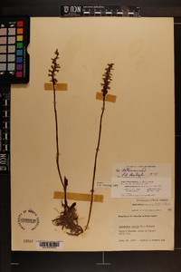 Spiranthes cernua image