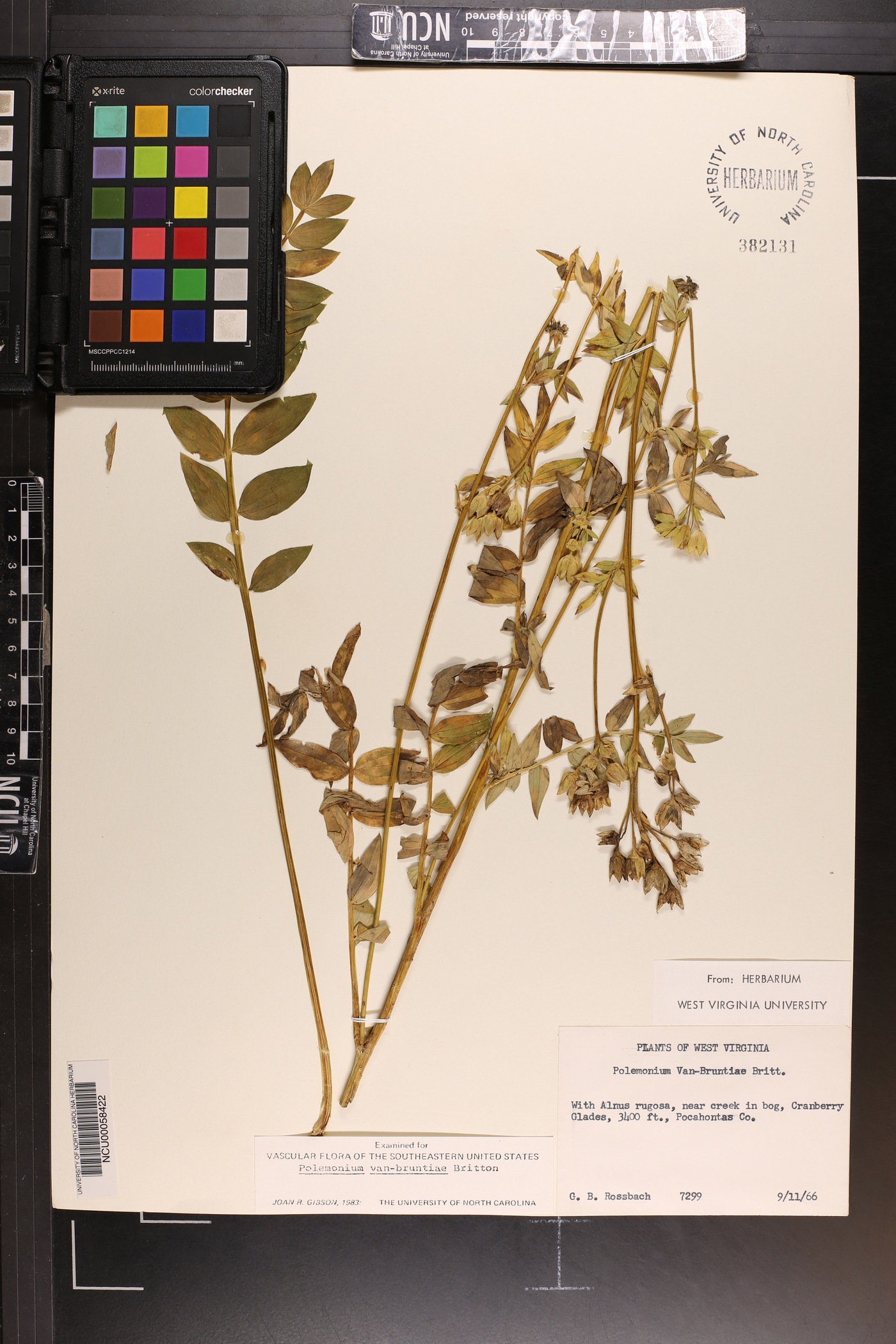 Polemonium vanbruntiae image