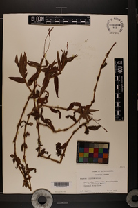 Persicaria hirsuta image