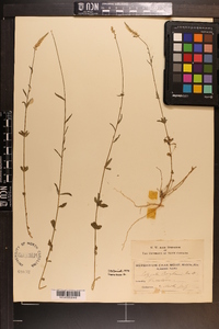 Polygala boykinii image