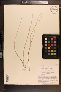 Polygala boykinii image