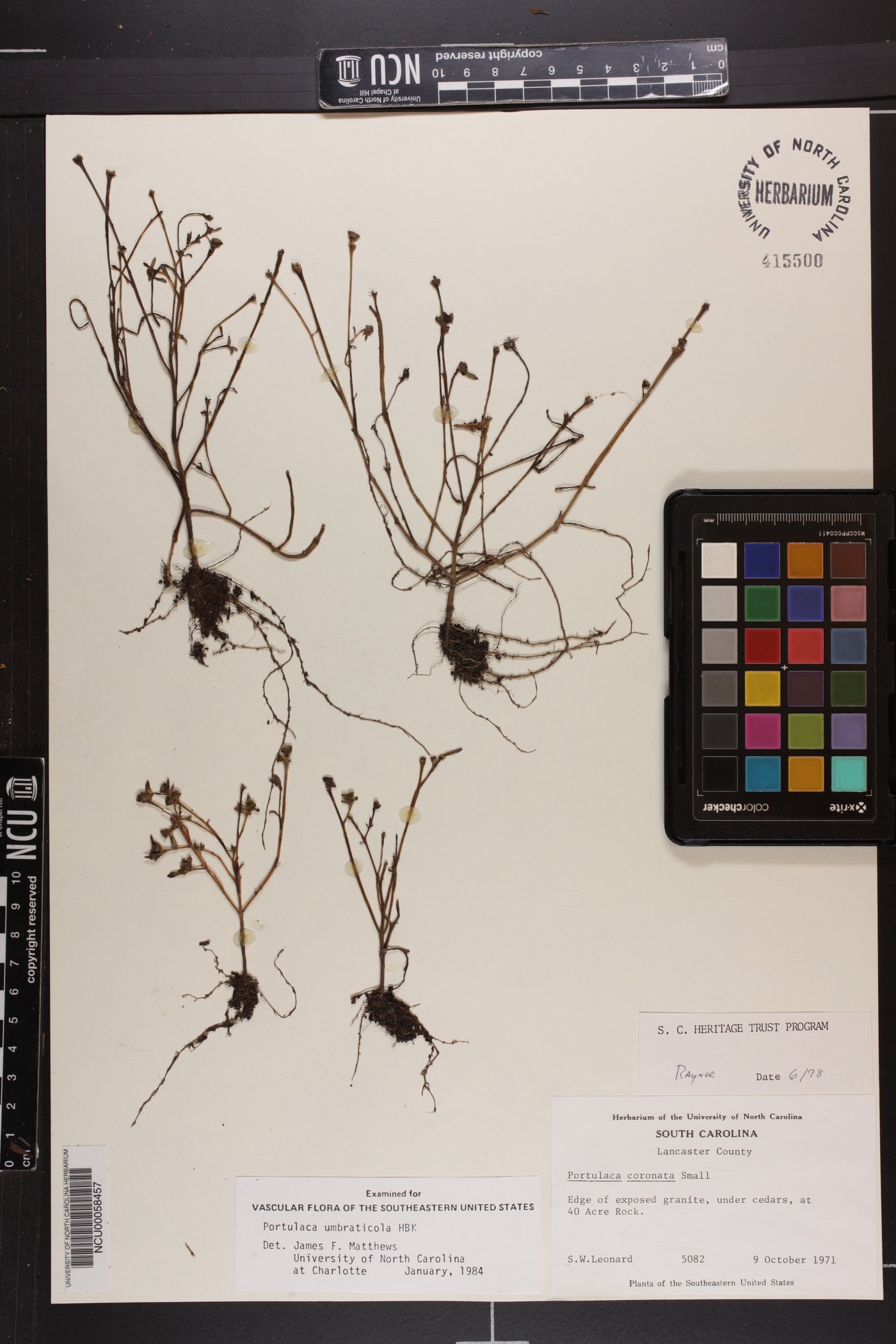 Portulaca umbraticola subsp. coronata image