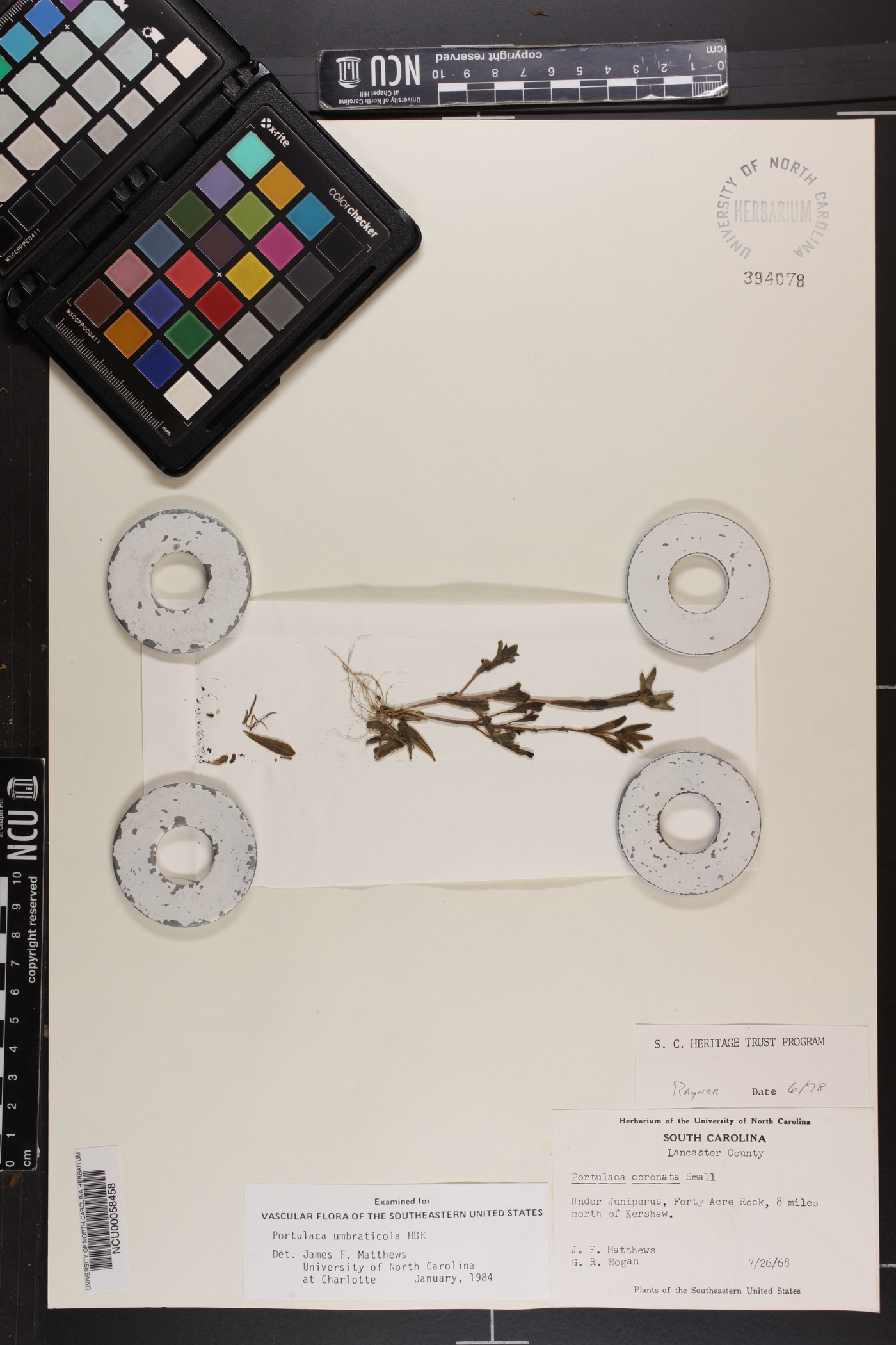 Portulaca umbraticola subsp. coronata image