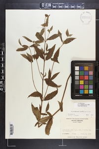 Pycnanthemum beadlei image