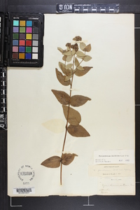 Pycnanthemum floridanum image