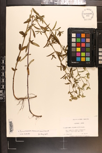 Pycnanthemum flexuosum image