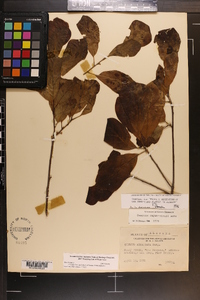 Quercus caput-rivuli image