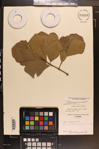 Quercus arkansana image