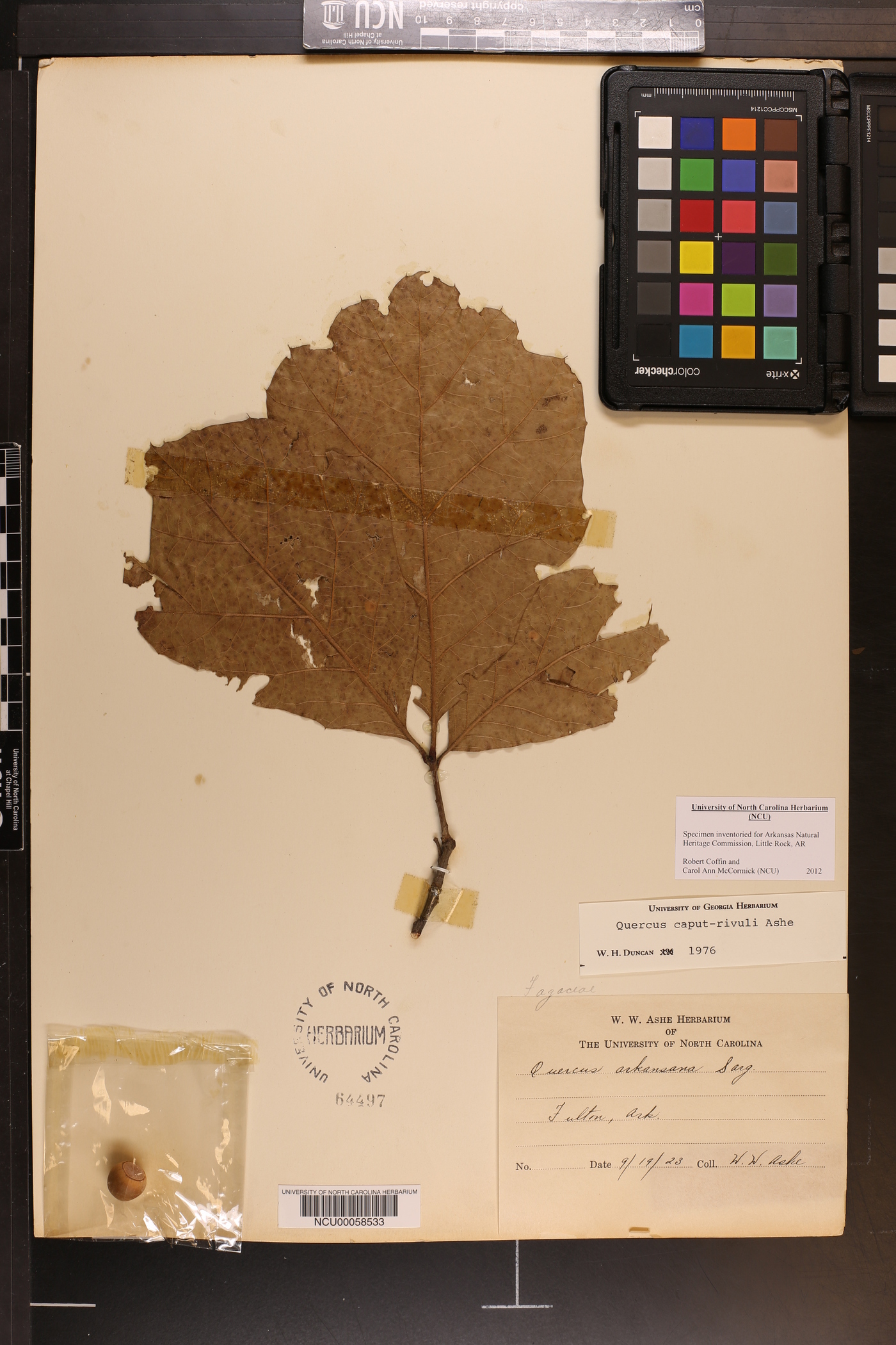 Quercus caput-rivuli image