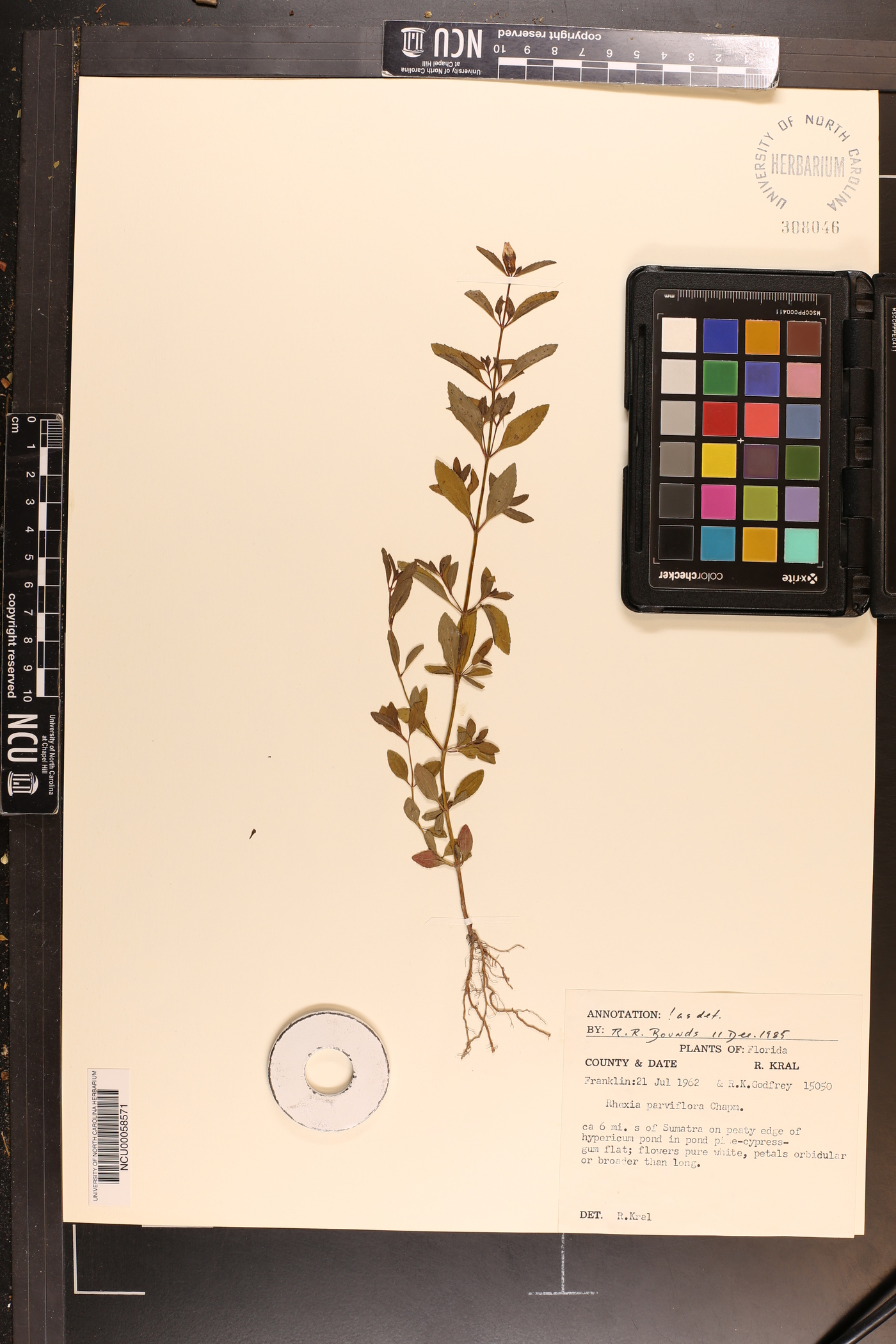 Rhexia parviflora image