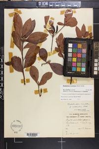 Rhododendron austrinum image